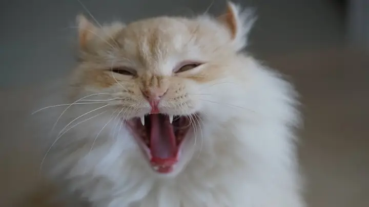 Hình Nền Mèo Cực Cool Ngầu