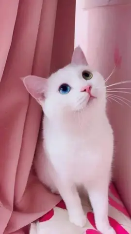 Hình Ảnh Mèo Cute Nhất
