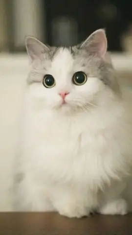 Hình Ảnh Mèo Cute Nhất