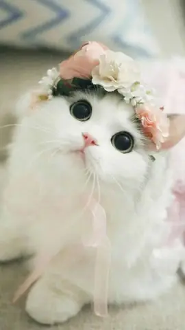 Hình Ảnh Mèo Cute Nhất