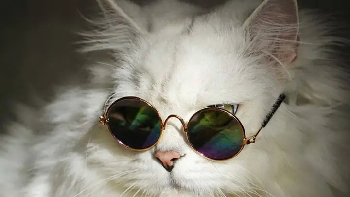 Hình Nền Mèo Cực Cool Ngầu