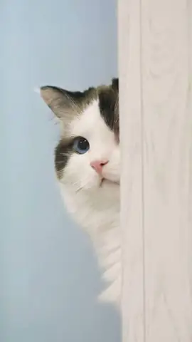 Hình Ảnh Mèo Cute Nhất