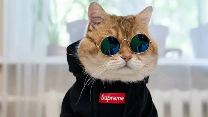 Hình Nền Mèo Cực Cool Ngầu