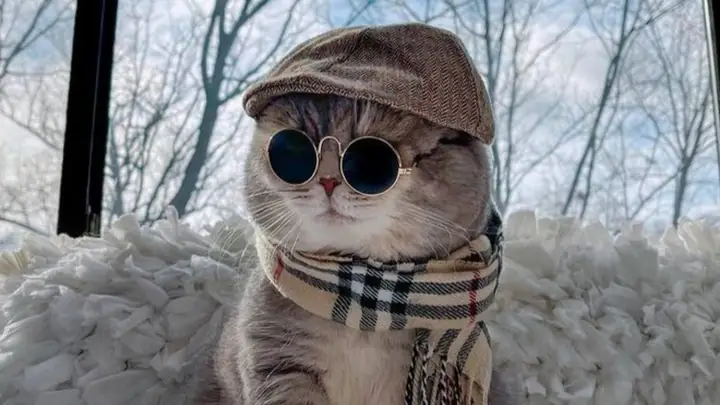 Hình Nền Mèo Cực Cool Ngầu