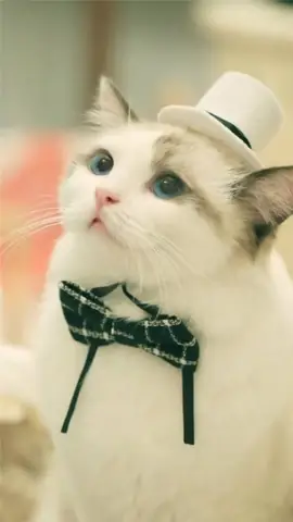 Hình Nền Mèo Cực Ngầu Cho Điện Thoại