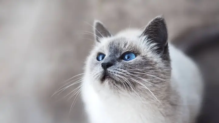 Hình Nền Mèo Cực Cool Ngầu