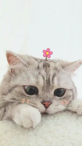 Hình Ảnh Mèo Cute Nhất