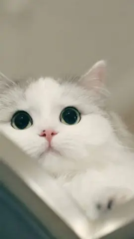 Hình Ảnh Mèo Cute Nhất