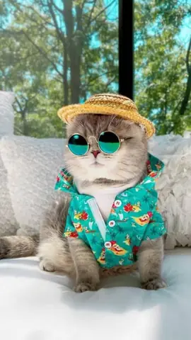 Hình Nền Mèo Cực Ngầu Cho Điện Thoại
