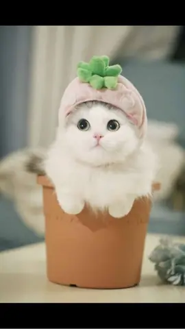 Hình Ảnh Mèo Cute Nhất