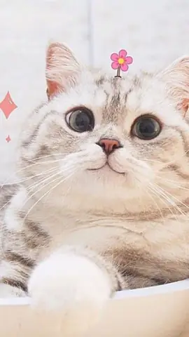 Hình Ảnh Mèo Cute Nhất