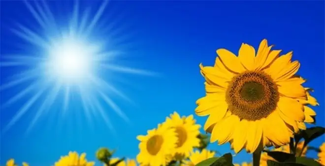 Cư Dân Mạng Đưa Ra Câu Hỏi Về Chiến Dịch 'ngày Hội Hoa Hướng Dương ...