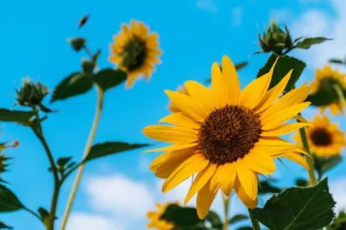 Sunflowers Photos, Download The Best Free Sunflowers Stock Photos ...