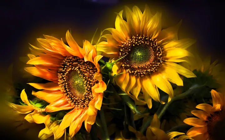 Sunflower Color Wallpapers - Wallpaper Cave