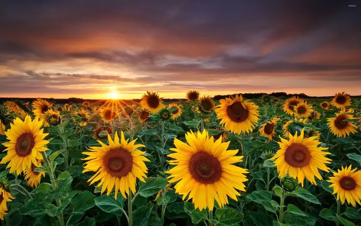 Field Of Sunflowers Wallpapers - Wallpaper Cave