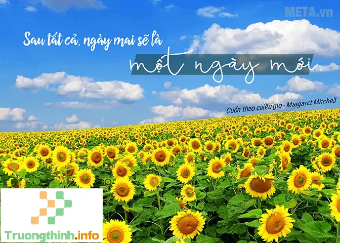 Những Hình Nền Máy Tính Đẹp Hoa Hướng Dương Để Tạo Không Gian Làm ...
