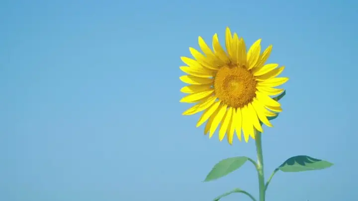 Beautiful One Sunflowers Light Blue Sky Stock Footage Video (100 ...