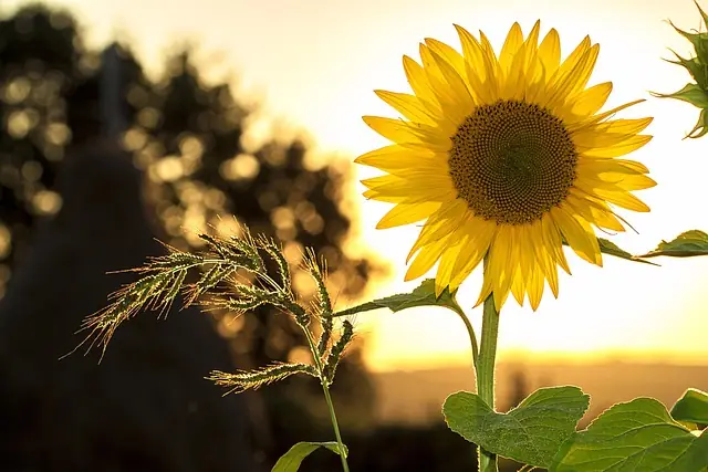 10,000+ Sunflower Images & Pictures [hd] - Pixabay