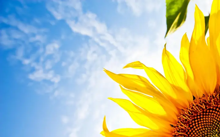 Sunflower Background Wallpaper | 2560x1600 | #7566