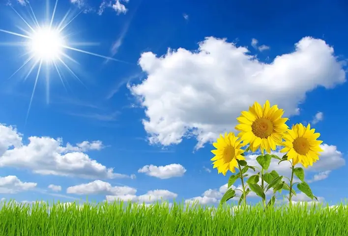 Những Hình Nền Máy Tính Đẹp Hoa Hướng Dương Để Tạo Không Gian Làm ...