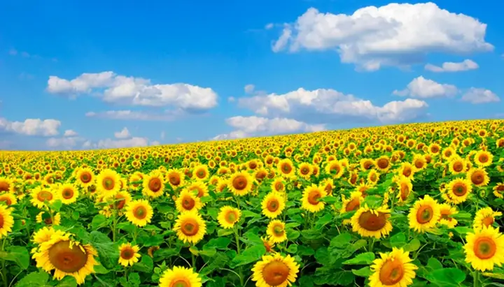 Ý Nghĩa Hoa Hướng Dương Trong Cuộc Sống