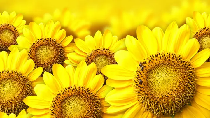 Những Hình Nền Máy Tính Đẹp Hoa Hướng Dương Để Tạo Không Gian Làm ...