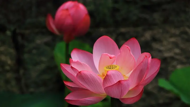 Hình Ảnh Cho Hình Nền Hoa Sen Full Hd Cho Máy Tính:
