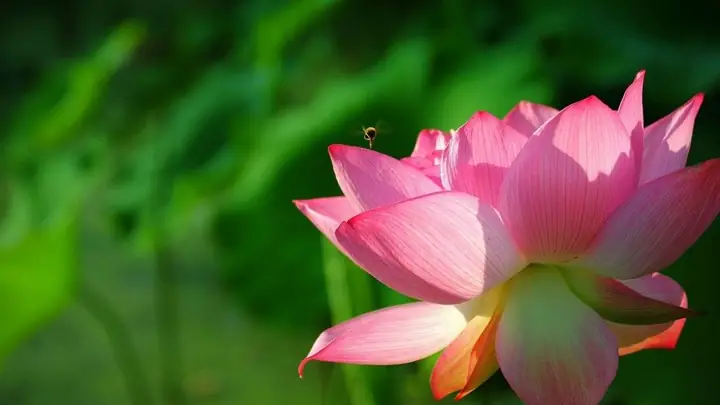 Hình Ảnh Cho Hình Nền Hoa Sen Full Hd Cho Máy Tính: