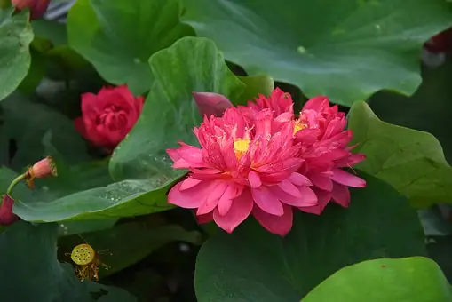 Hình Ảnh Cho Hình Nền Hoa Sen Full Hd Cho Máy Tính: