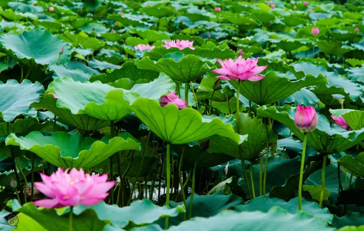 Hình Ảnh Cho Hình Nền Hoa Sen Full Hd Cho Máy Tính: