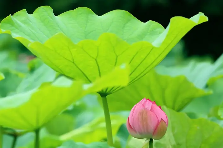 Hình Ảnh Cho Hình Nền Hoa Sen Full Hd Cho Máy Tính: