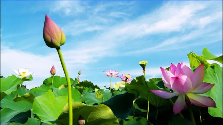Hình Ảnh Cho Hình Nền Hoa Sen Full Hd Cho Máy Tính: