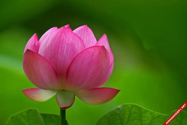 Hình Ảnh Cho Hình Nền Hoa Sen Full Hd Cho Máy Tính: