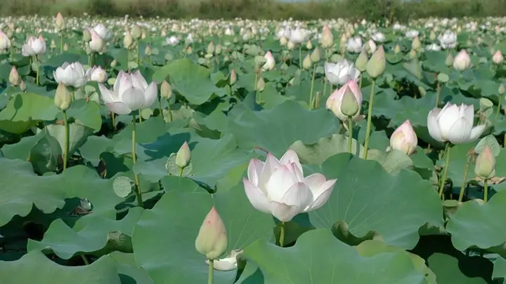 Hình Ảnh Cho Hình Nền Hoa Sen Full Hd Cho Máy Tính:
