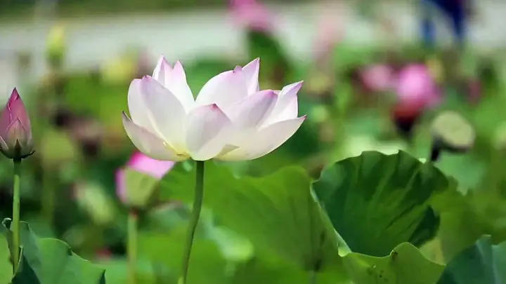 Hình Ảnh Cho Hình Nền Hoa Sen Full Hd Cho Máy Tính: