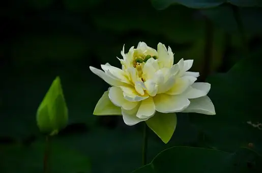 Hình Ảnh Cho Hình Nền Hoa Sen Full Hd Cho Máy Tính: