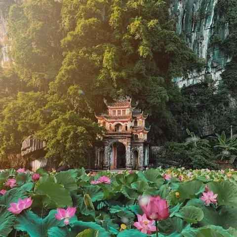 Hình Ảnh Cho Hình Nền Hoa Sen Full Hd Cho Máy Tính: