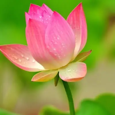 Hình Ảnh Cho Hình Nền Hoa Sen Full Hd Cho Máy Tính: