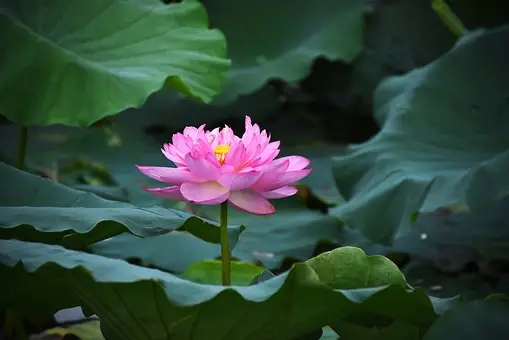 Hình Ảnh Cho Hình Nền Hoa Sen Full Hd Cho Máy Tính: