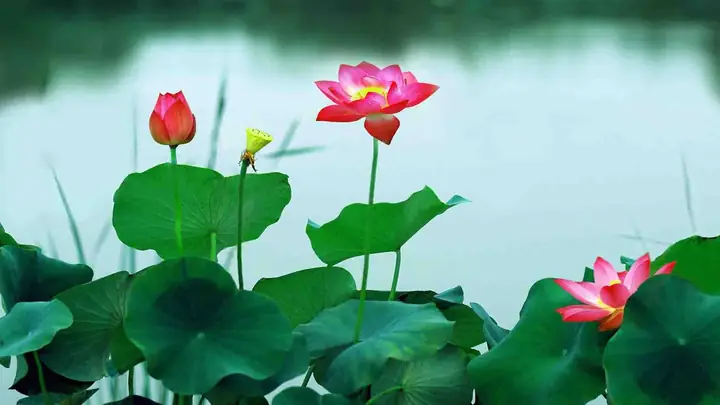 Hình Ảnh Cho Hình Nền Hoa Sen Full Hd Cho Máy Tính: