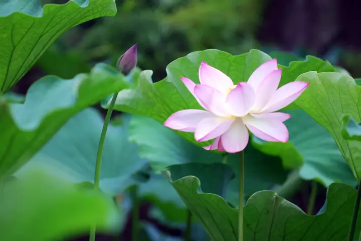 Hình Ảnh Cho Hình Nền Hoa Sen Full Hd Cho Máy Tính: