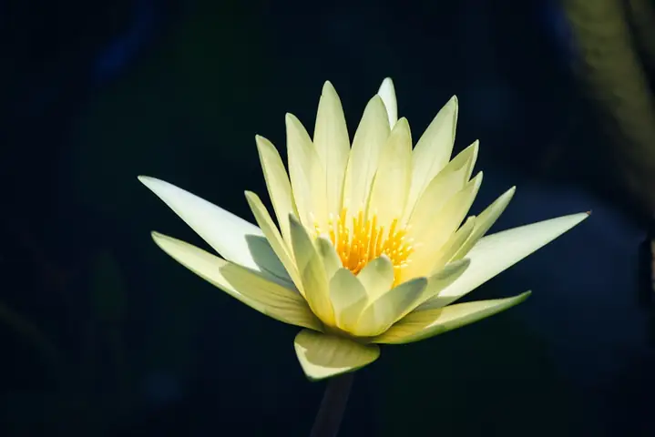 Hình Ảnh Cho Hình Nền Hoa Sen Full Hd Cho Máy Tính: