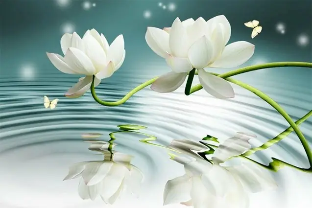 Hình Ảnh Cho Hình Nền Hoa Sen Full Hd Cho Máy Tính: