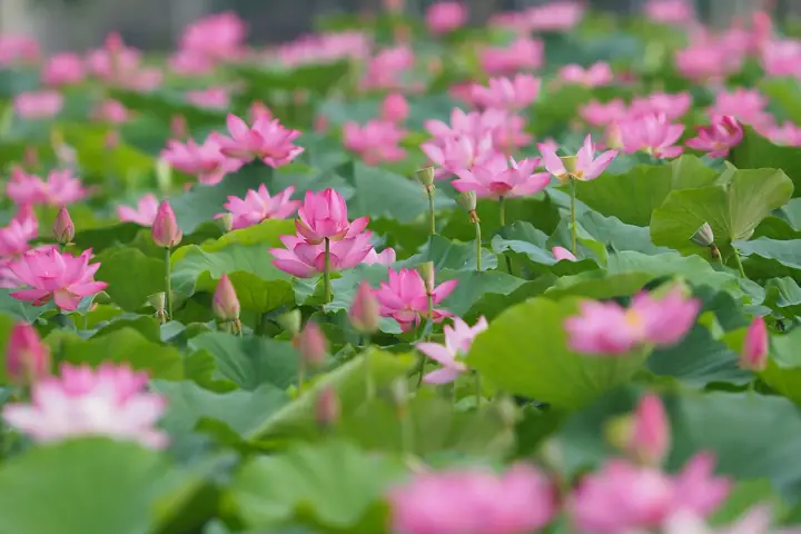 Hình Ảnh Cho Hình Nền Hoa Sen Full Hd Cho Máy Tính: