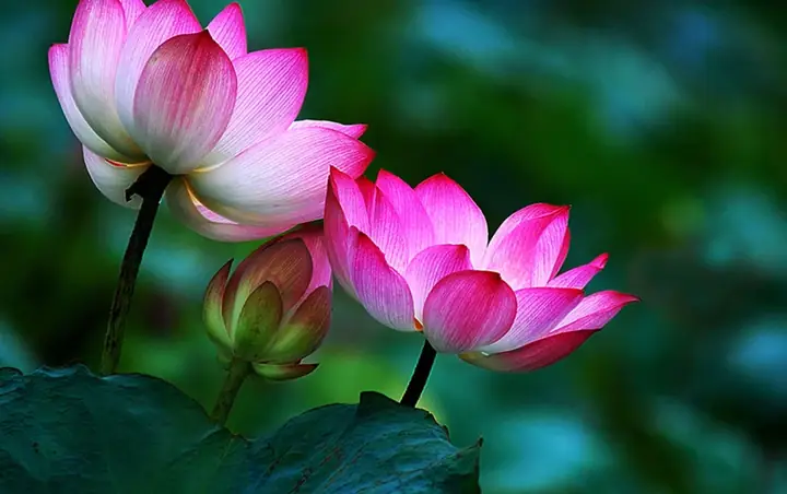 Hình Ảnh Cho Hình Nền Hoa Sen Full Hd Cho Máy Tính: