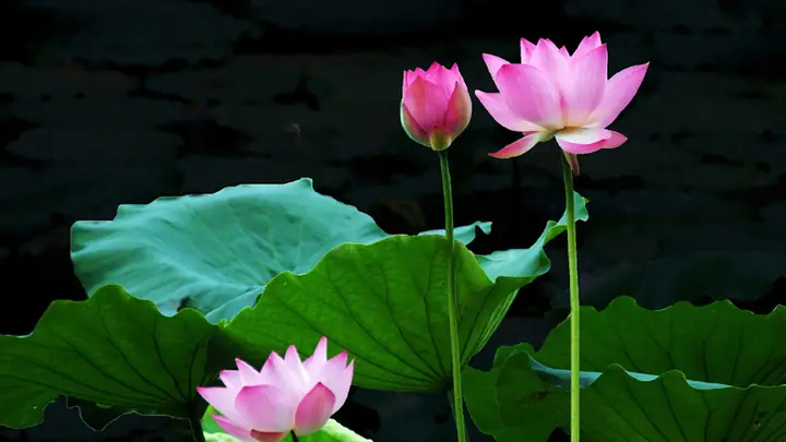 Hình Ảnh Cho Hình Nền Hoa Sen Full Hd Cho Máy Tính: