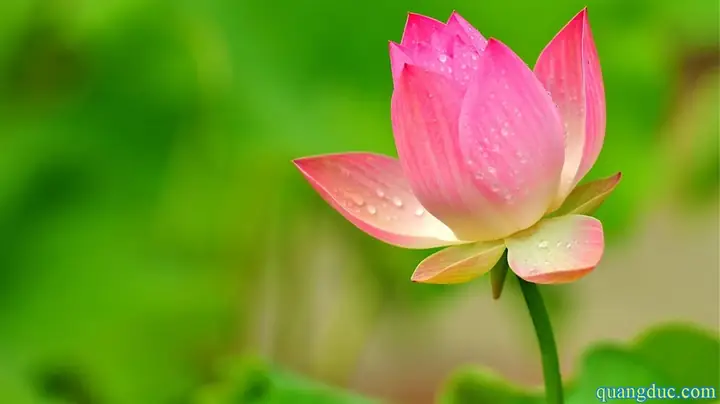 Hình Ảnh Cho Hình Nền Hoa Sen Full Hd Cho Máy Tính:
