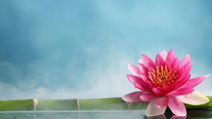 Hình Ảnh Cho Hình Nền Hoa Sen Full Hd Cho Máy Tính:
