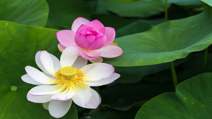 Hình Ảnh Cho Hình Nền Hoa Sen Full Hd Cho Máy Tính: