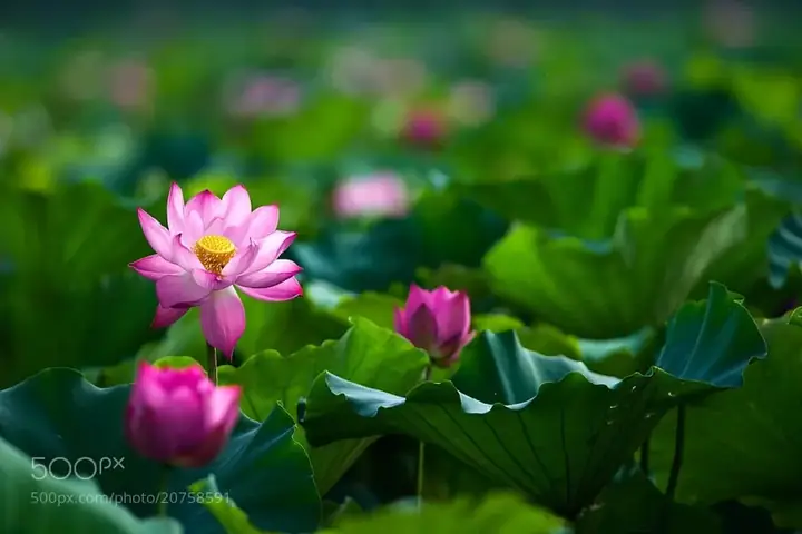 Hình Ảnh Cho Hình Nền Hoa Sen Full Hd Cho Máy Tính: